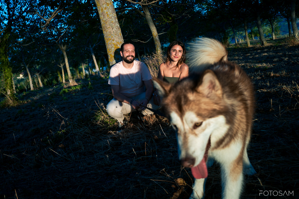 cane-in-primo-piano-con-una-coppia-seduta-nel-campo-al-tramonto