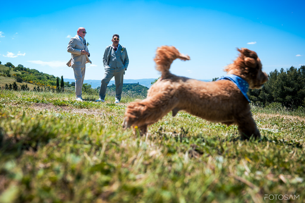 cane-che-corree-nel-prato-durante-il-servizio-fotografico