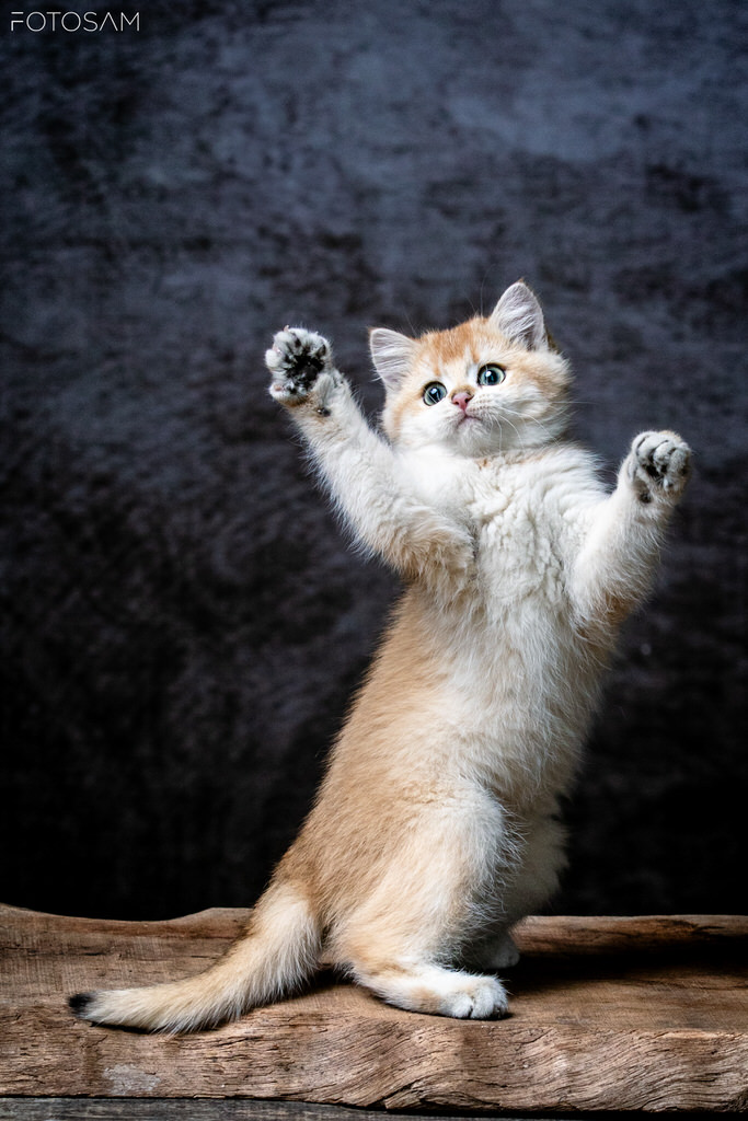 gattino-in-uno-scatto-di-studio-delicato-e-sorprendente