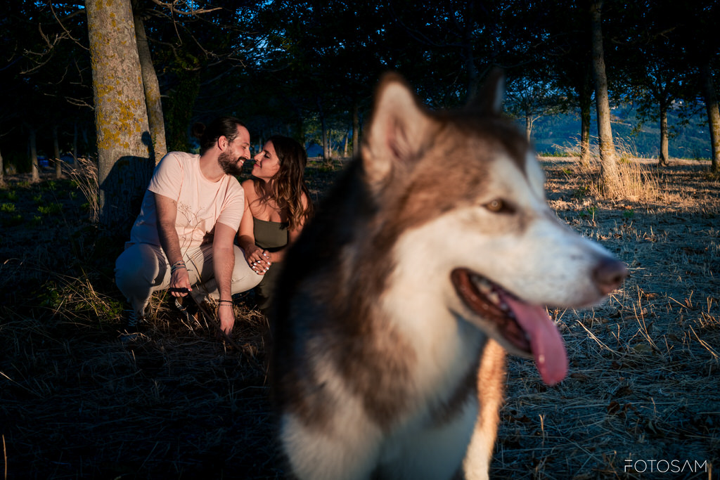 cane-in-primo-piano-con-coppia-sullo-sfondo-durante-il-tramonto