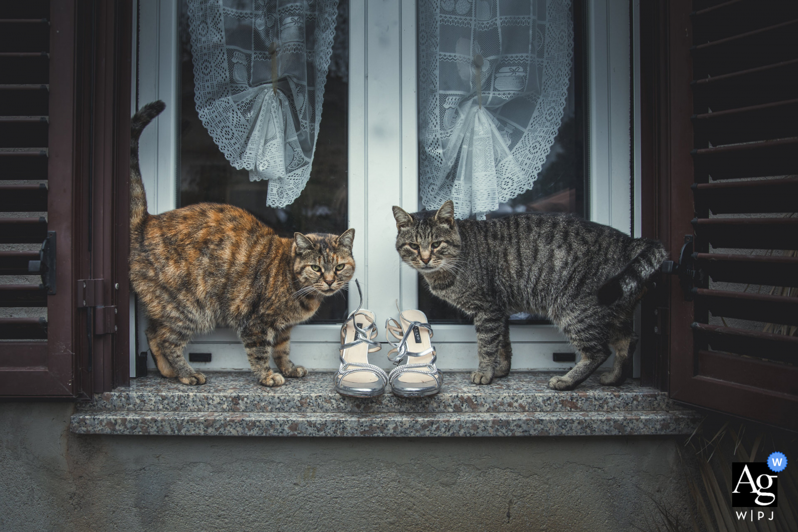 Scarpe della sposa in mezzo ai gatti.